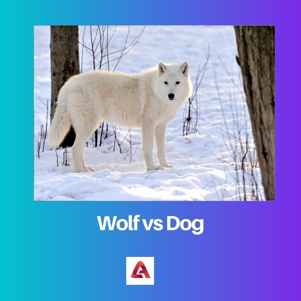 الذئب مقابل الكلب