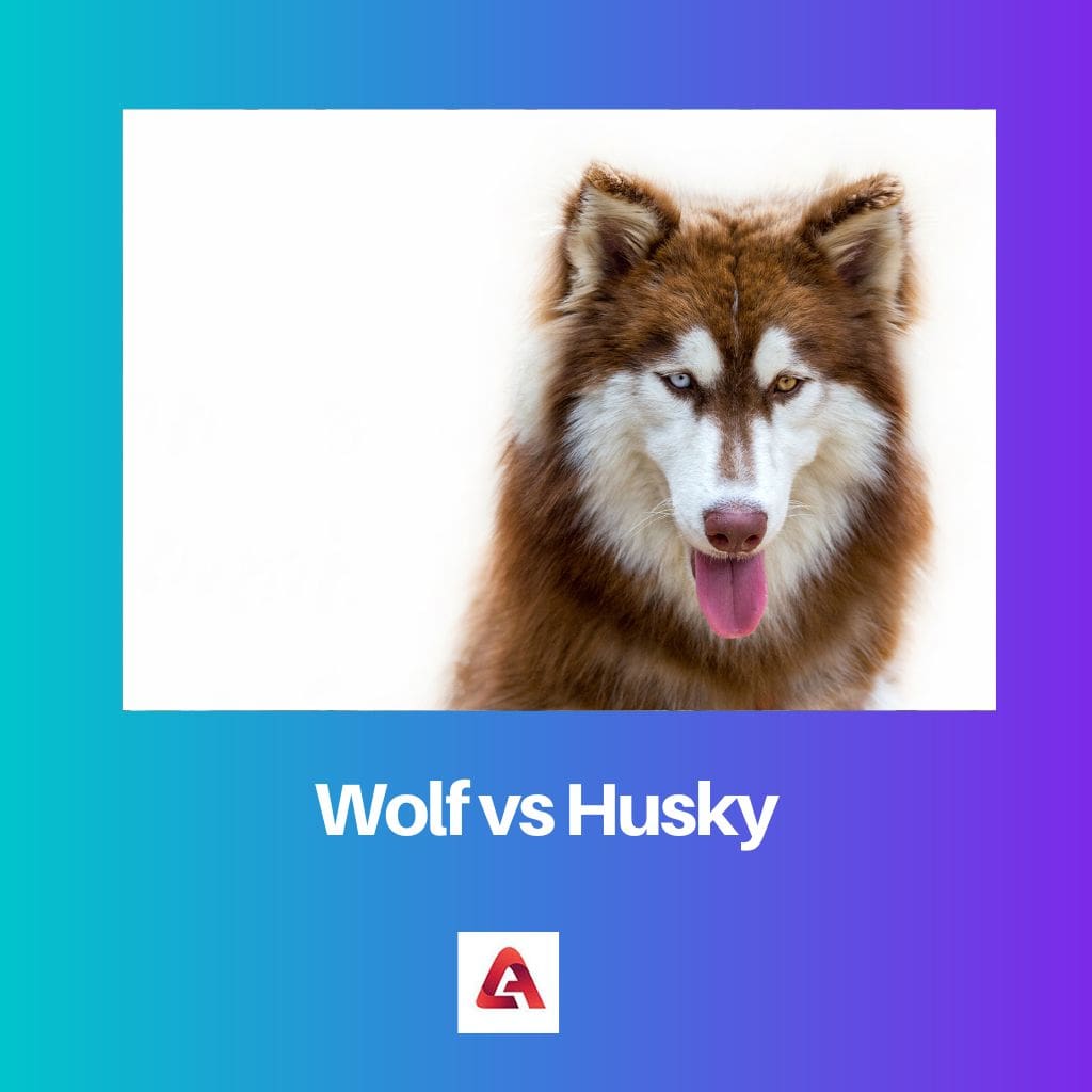Wolf vs Husky