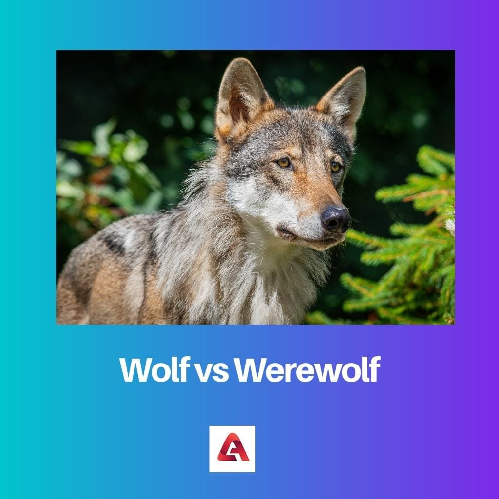 Wolf vs Werewolf