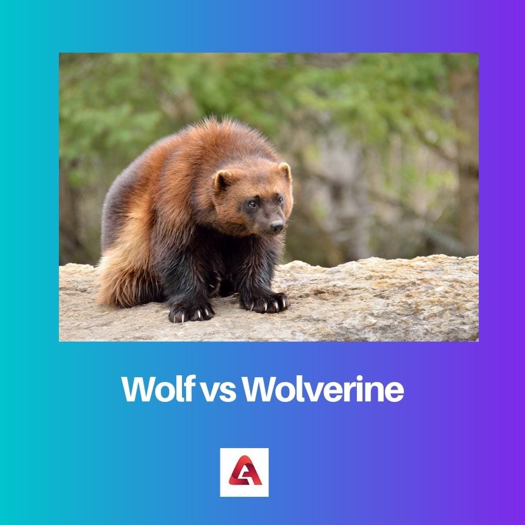 Wolf vs Wolverine