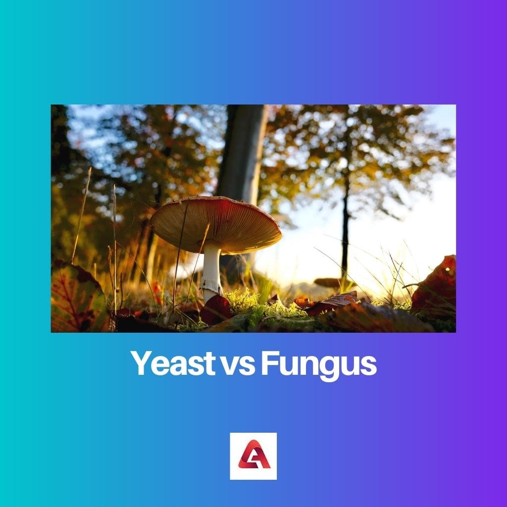 Yeast vs Fungus