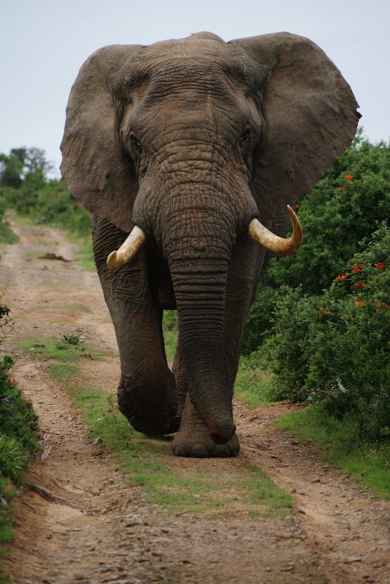 afrikansk elefant