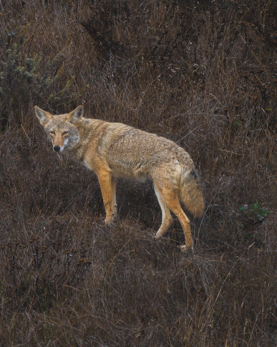 coyote 1