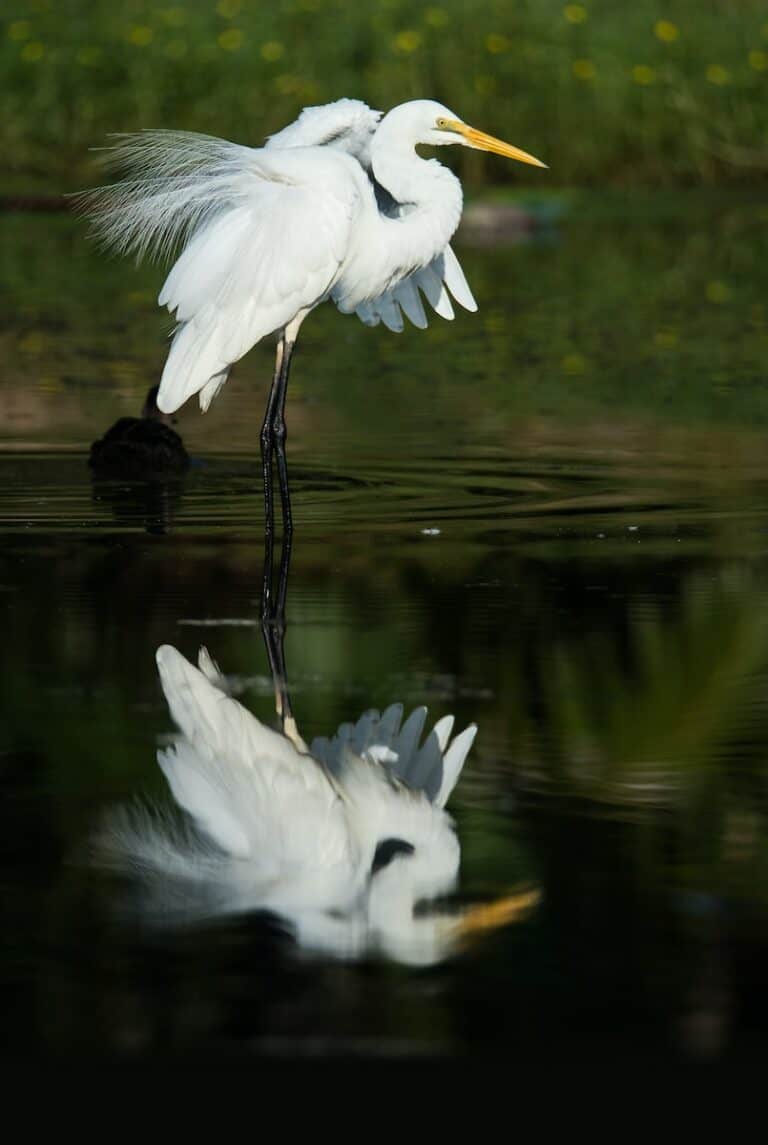 Difference Between Egret And Heron Pictures