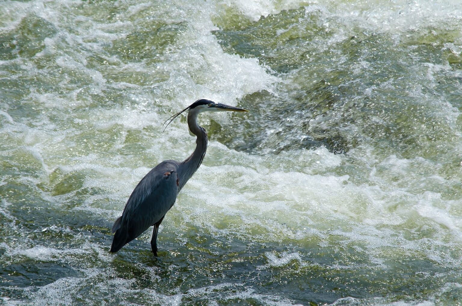 difference-between-cranes-and-herons