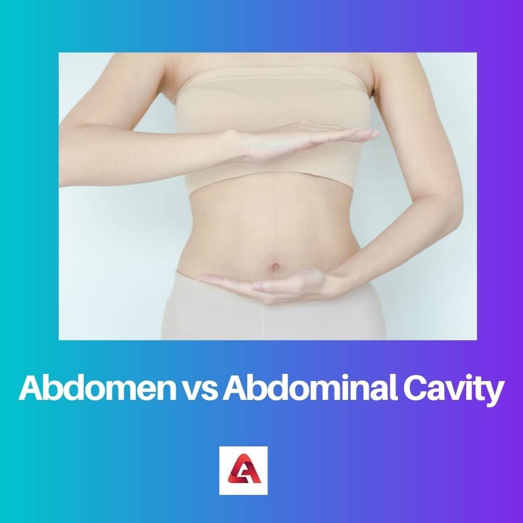 Abdomen vs cavité abdominale