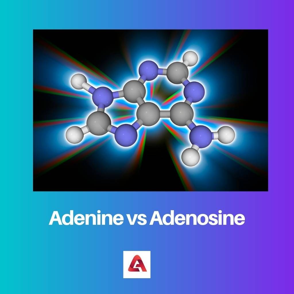 Adenine vs Adenosine