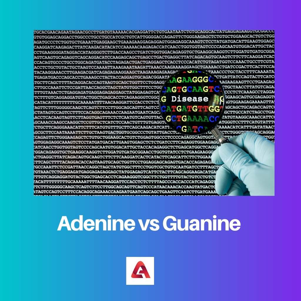 Adenin vs Guanin