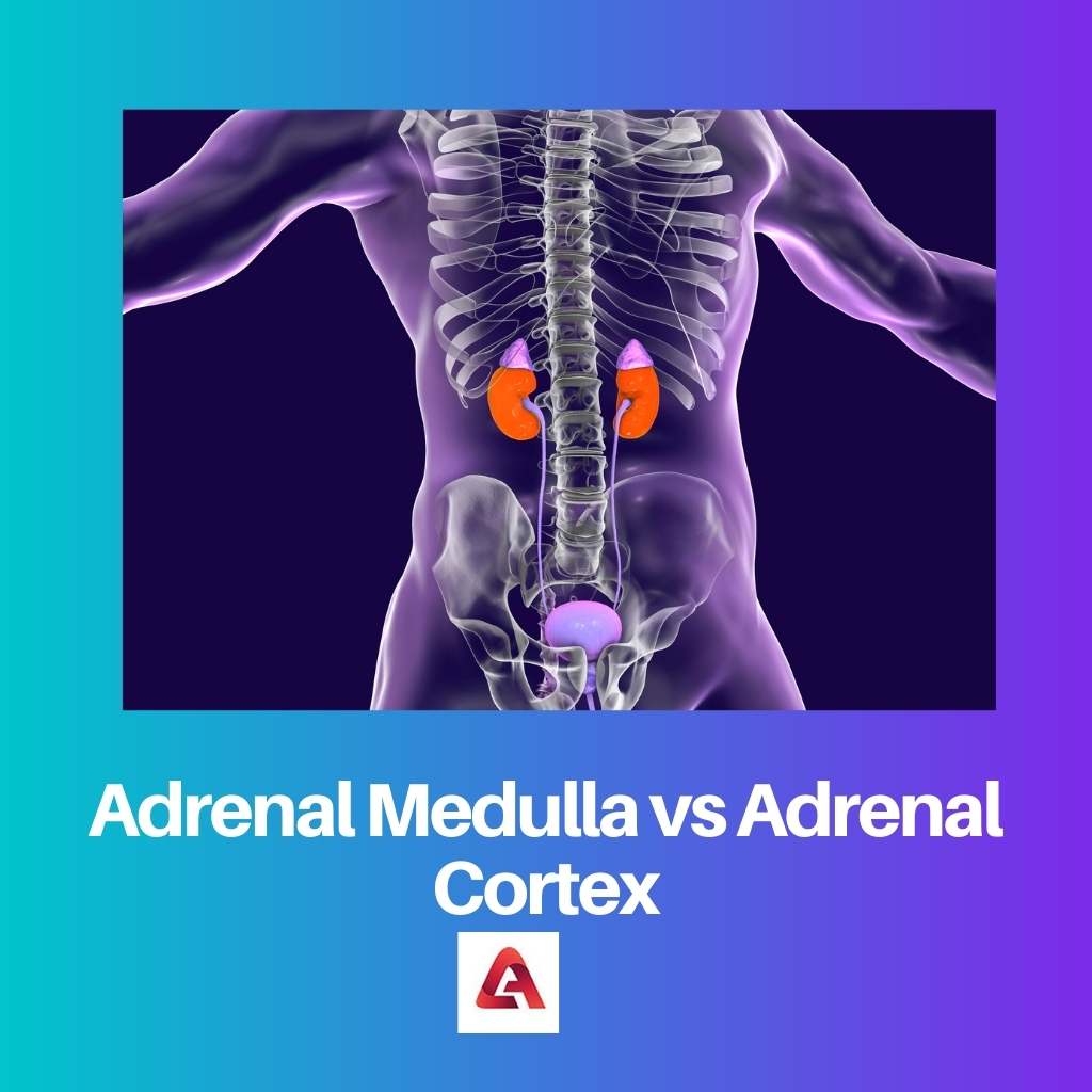 Adrenal Medulla vs Adrenal