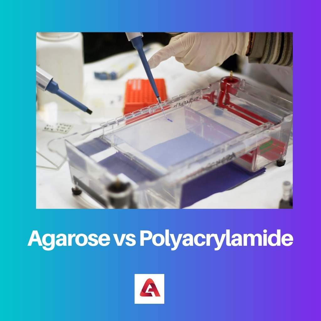 Agarose vs Polyacrylamide
