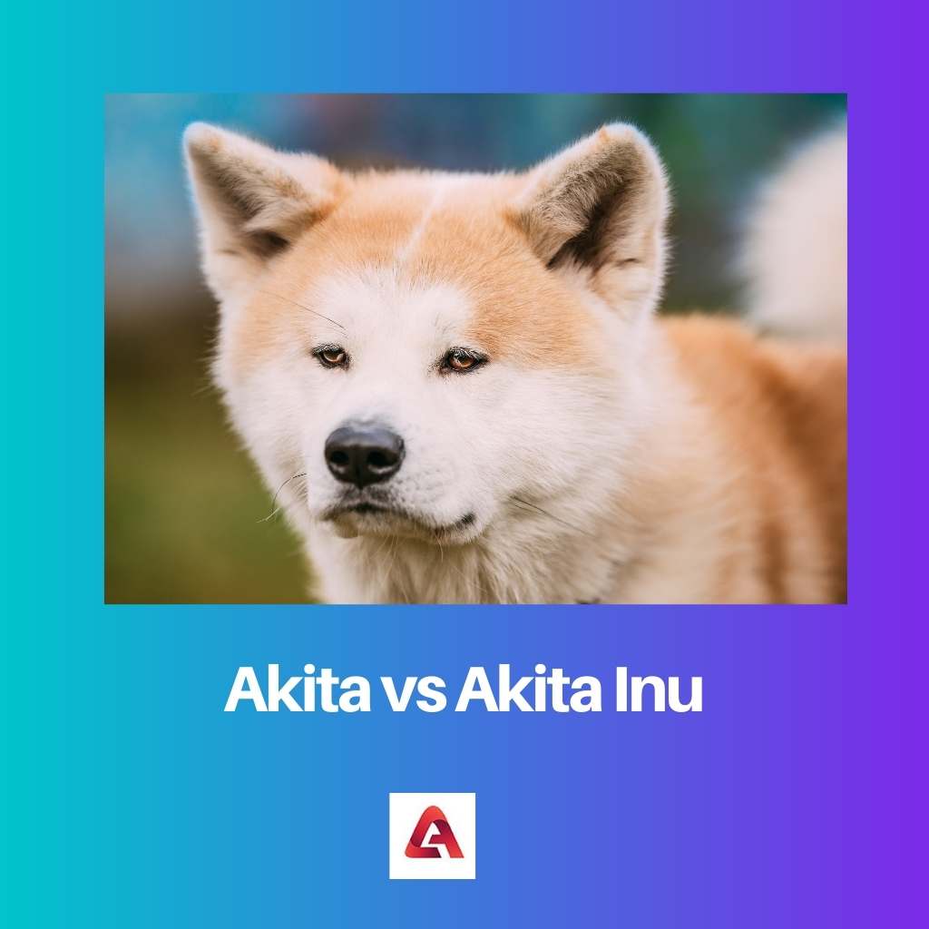 Akita contre Akita Inu