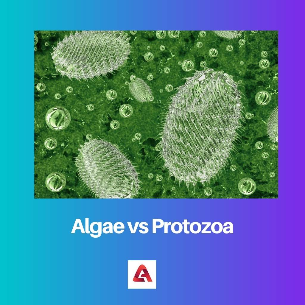 Algae vs Protozoa