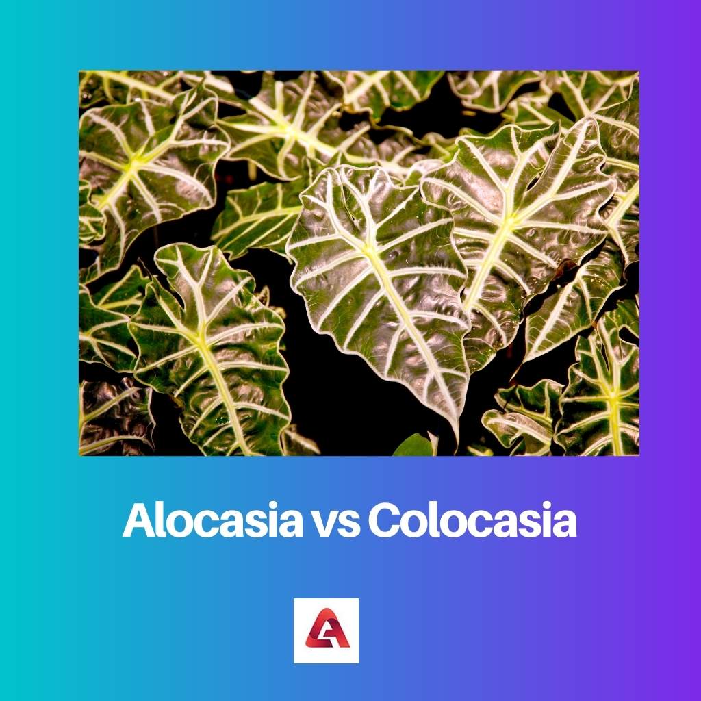 Alocasia đấu với Colocasia