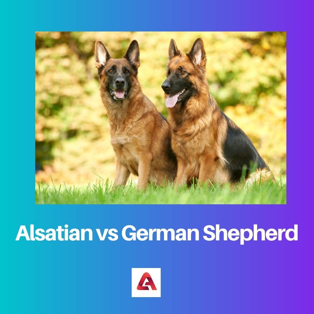 Эльзасская и немецкая овчарка: разница и сравнение