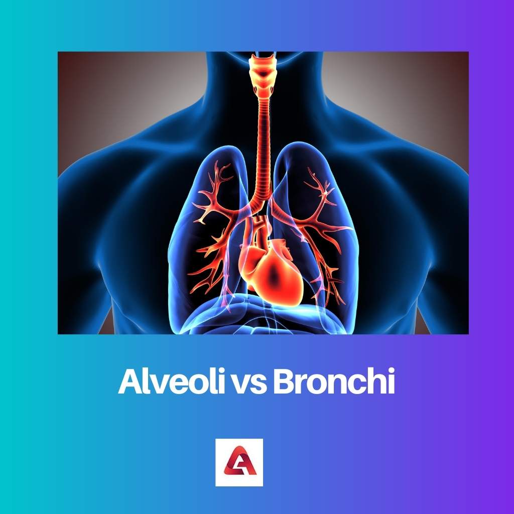 Alvéoles vs bronches