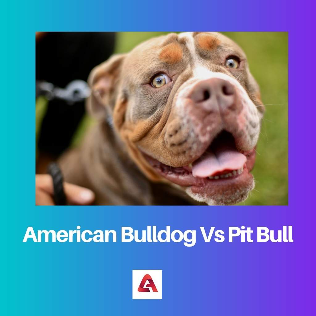 American Bulldog Vs Pit Bull