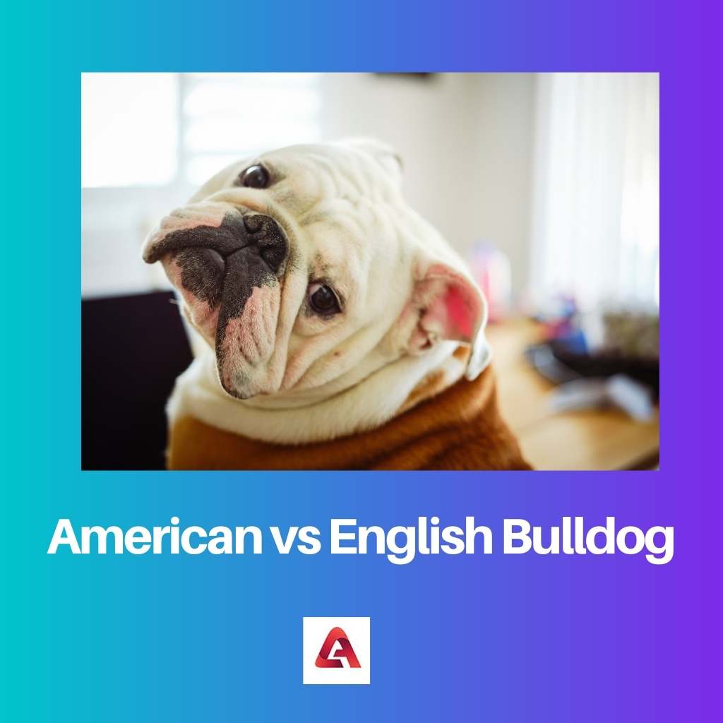 Amerikanische gegen englische Bulldogge