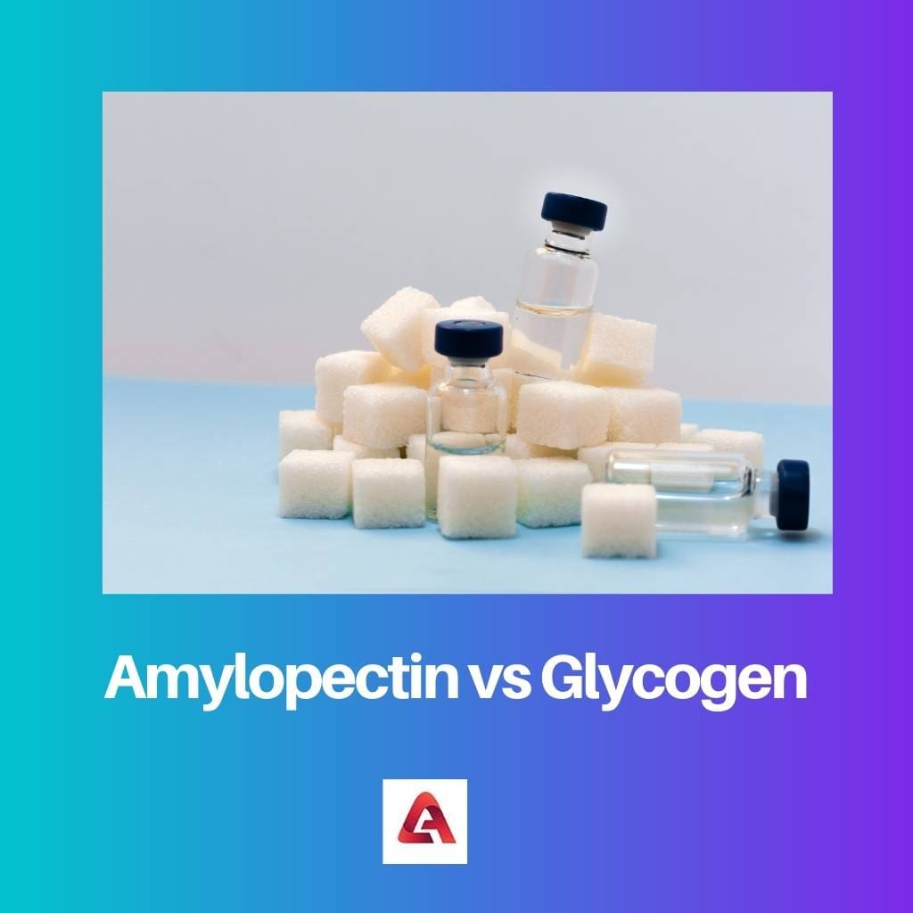 Amylopectin vs Glycogen