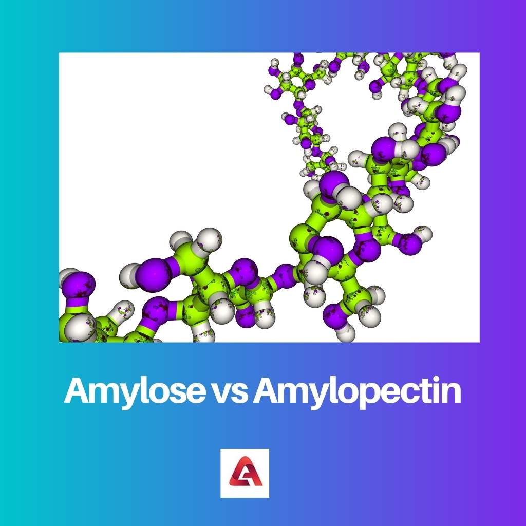 Amylóza vs amylopektin