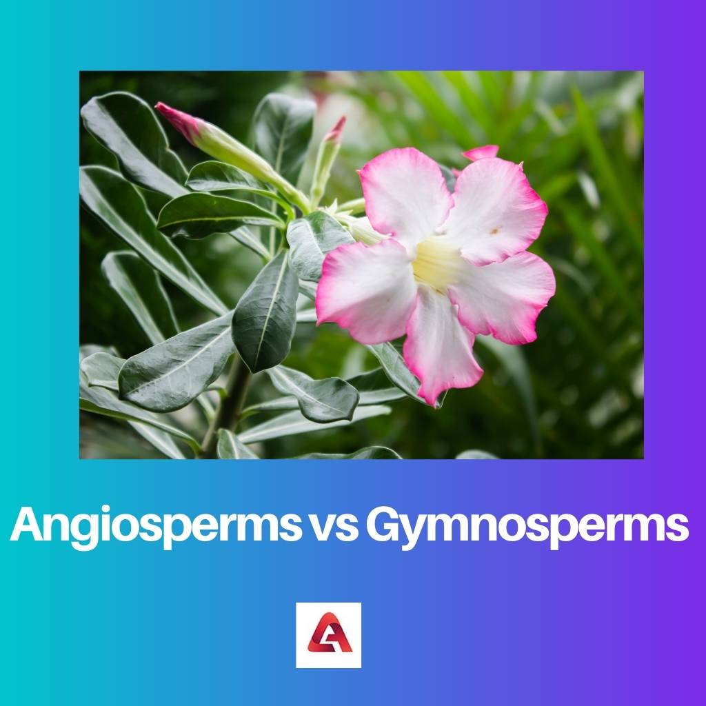 Angiospermes vs Gymnospermes