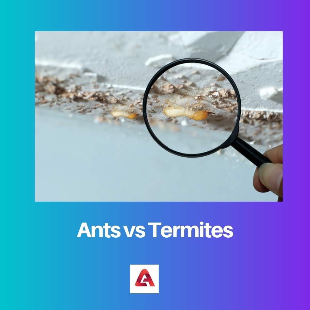 Mieren versus termieten