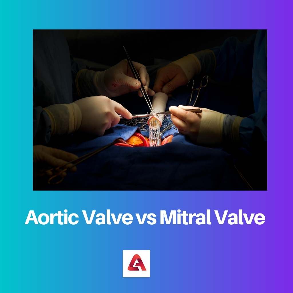 Valve aortique vs valve mitrale