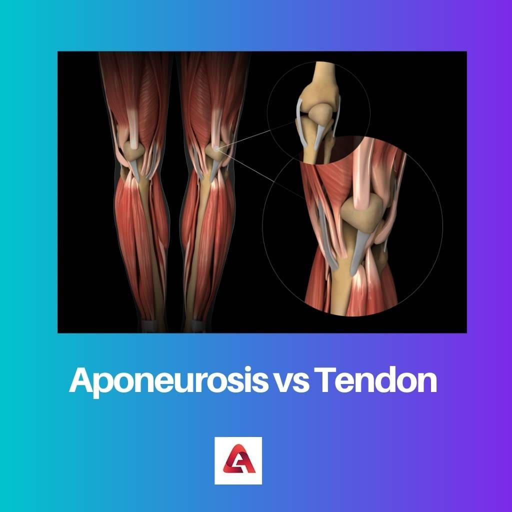 Aponeurosis vs Tendon