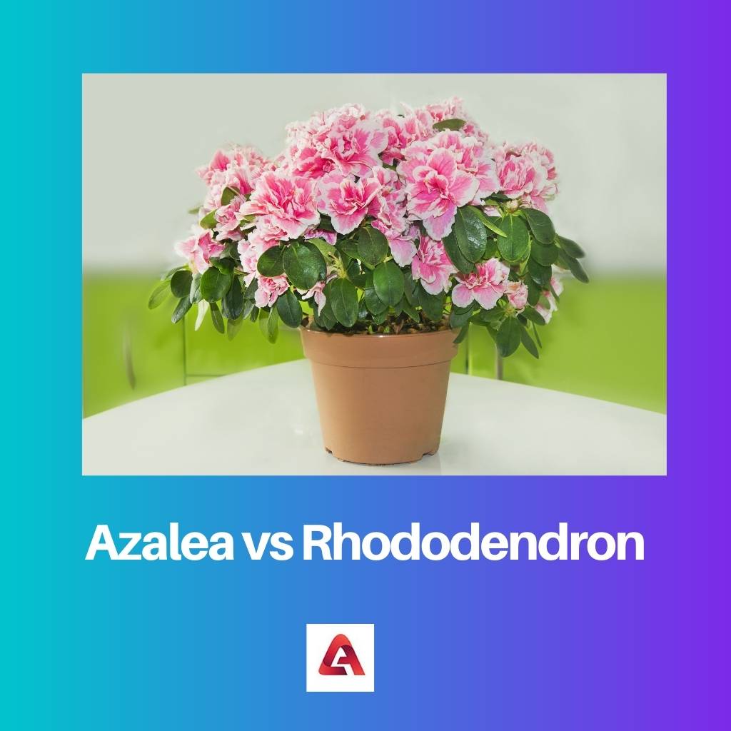 Azalea vs Rhododendron