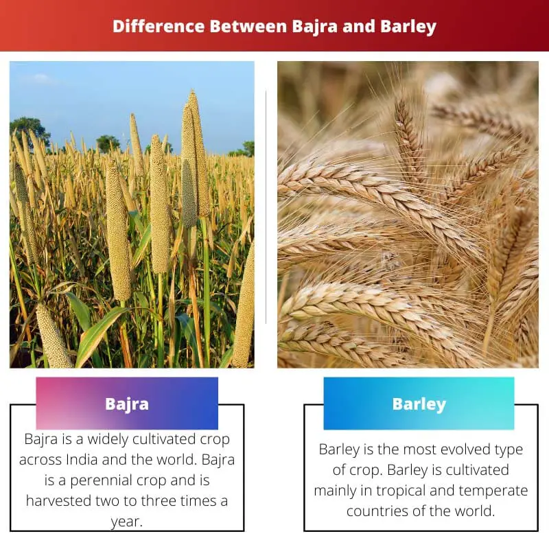 Bajra vs Barley – Diferença entre Bajra e Barley