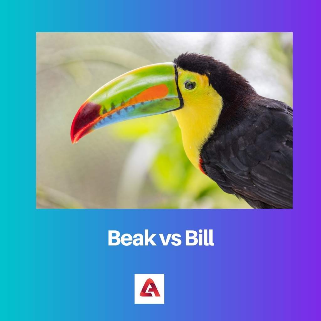 Zobák vs Bill
