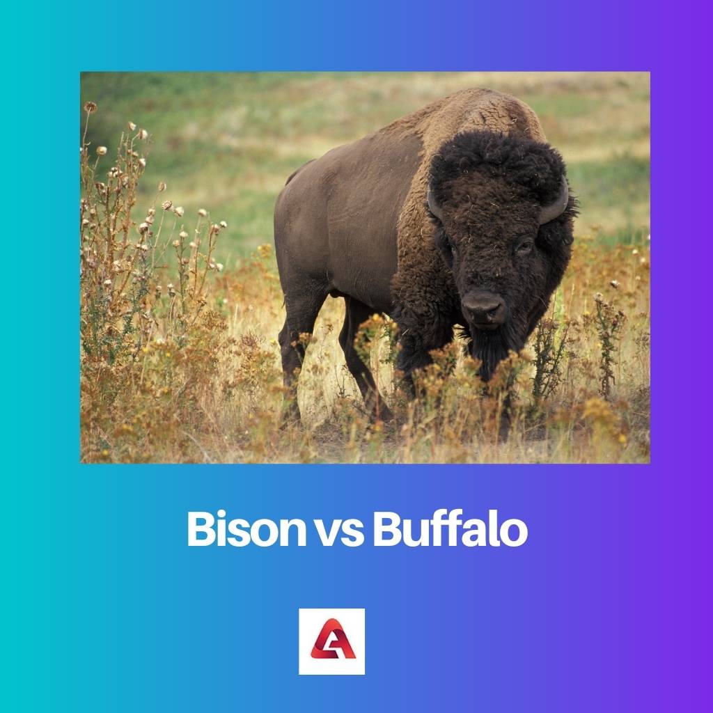 Bison vs Buffalo