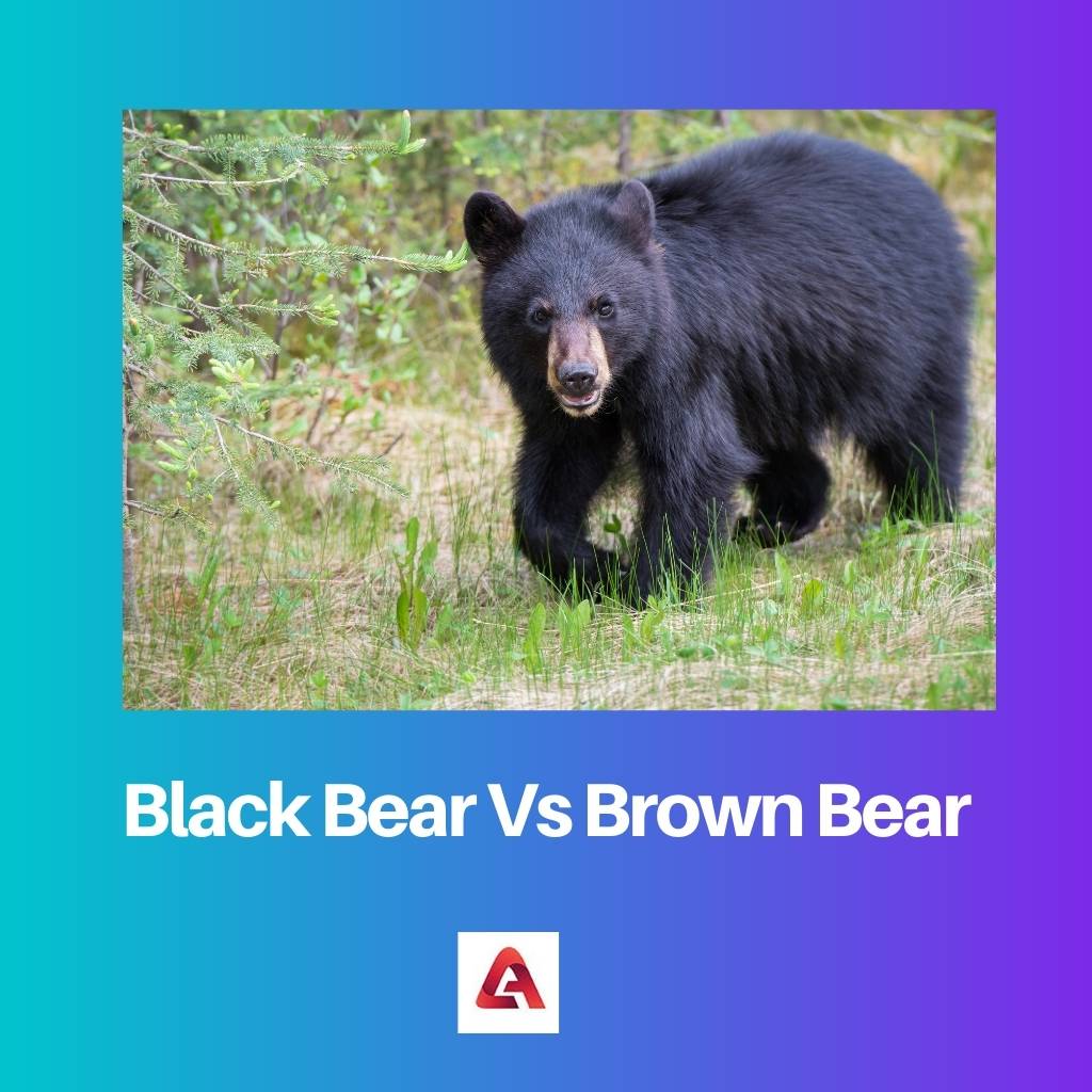 Ours noir contre ours brun
