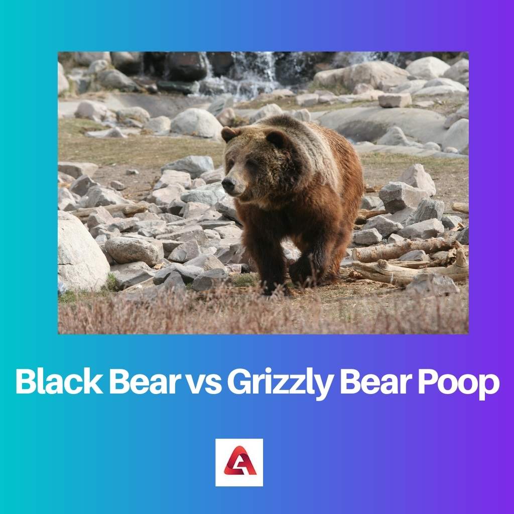 Phân gấu đen vs gấu xám