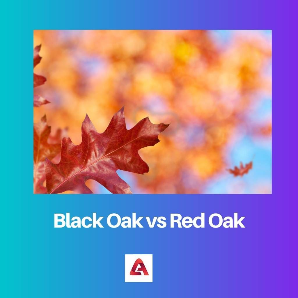 Chêne noir vs chêne rouge