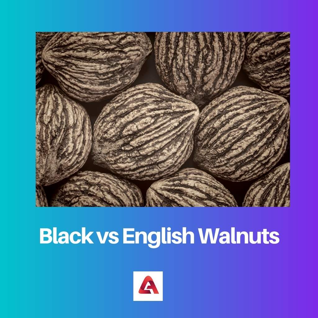 Černé vs anglické vlašské ořechy