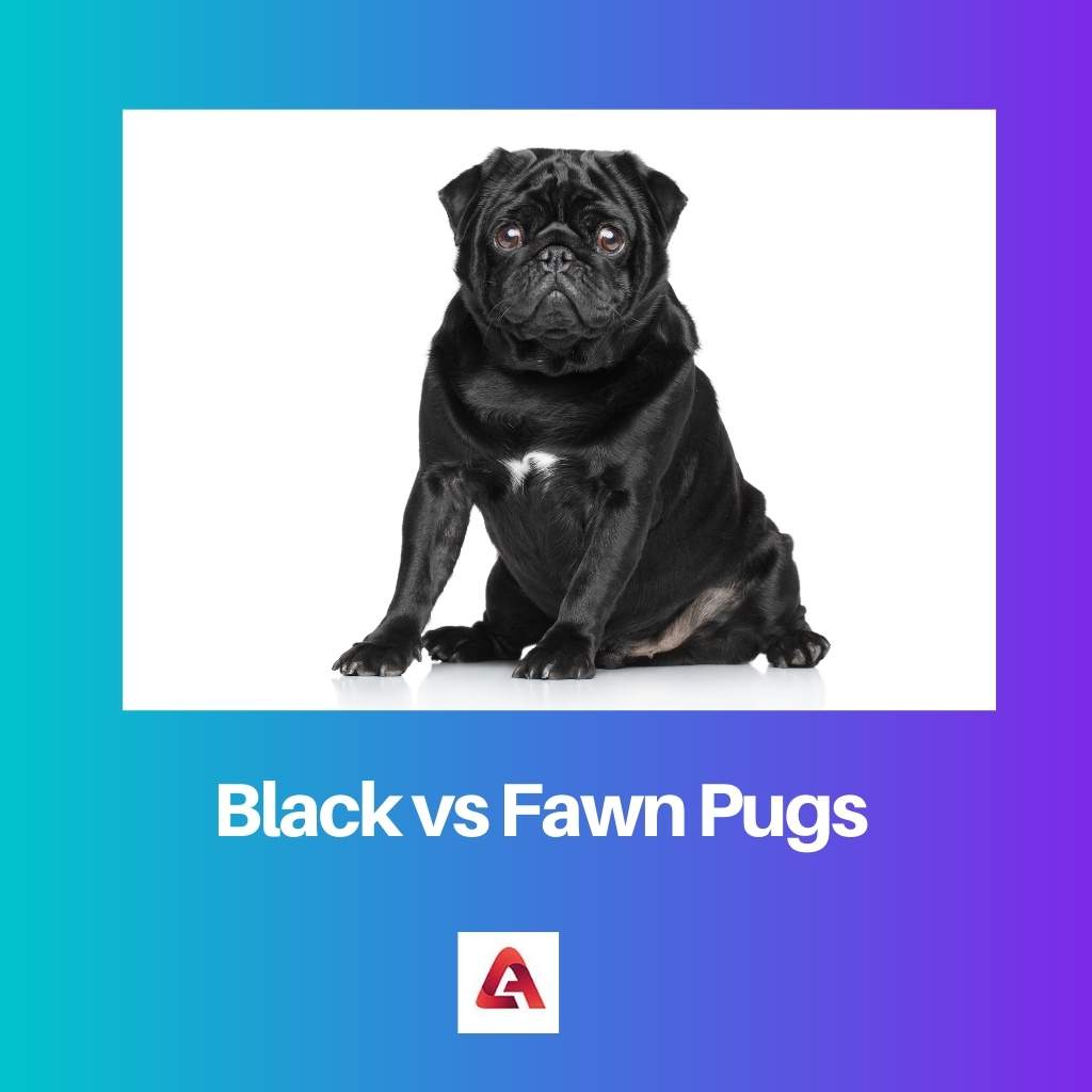Black vs Fawn Pugs