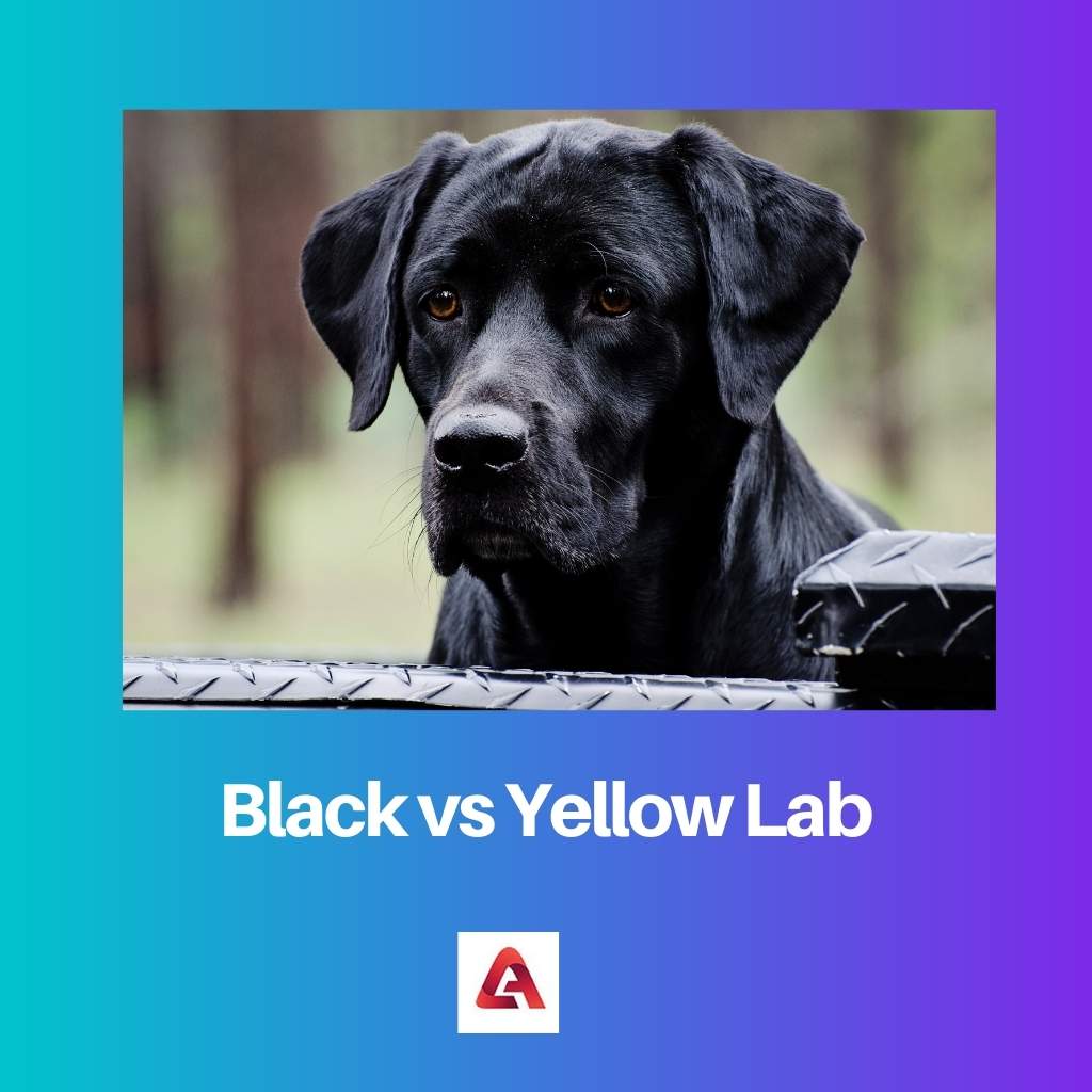 Černá vs žlutá laboratoř