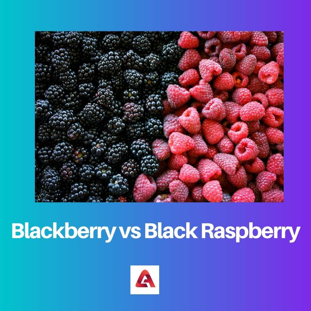 Blackberry vs framboesa preta