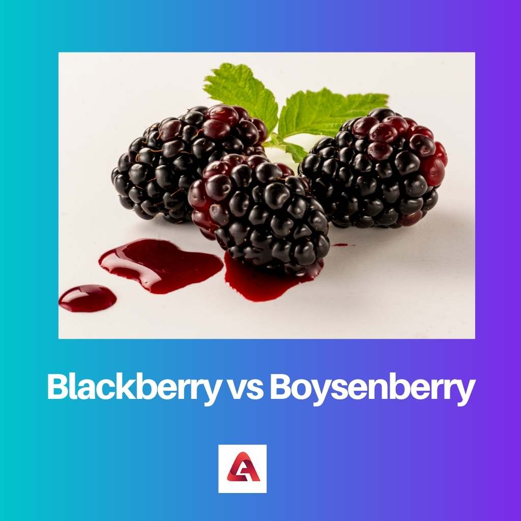 Blackberry vs Boysenberry