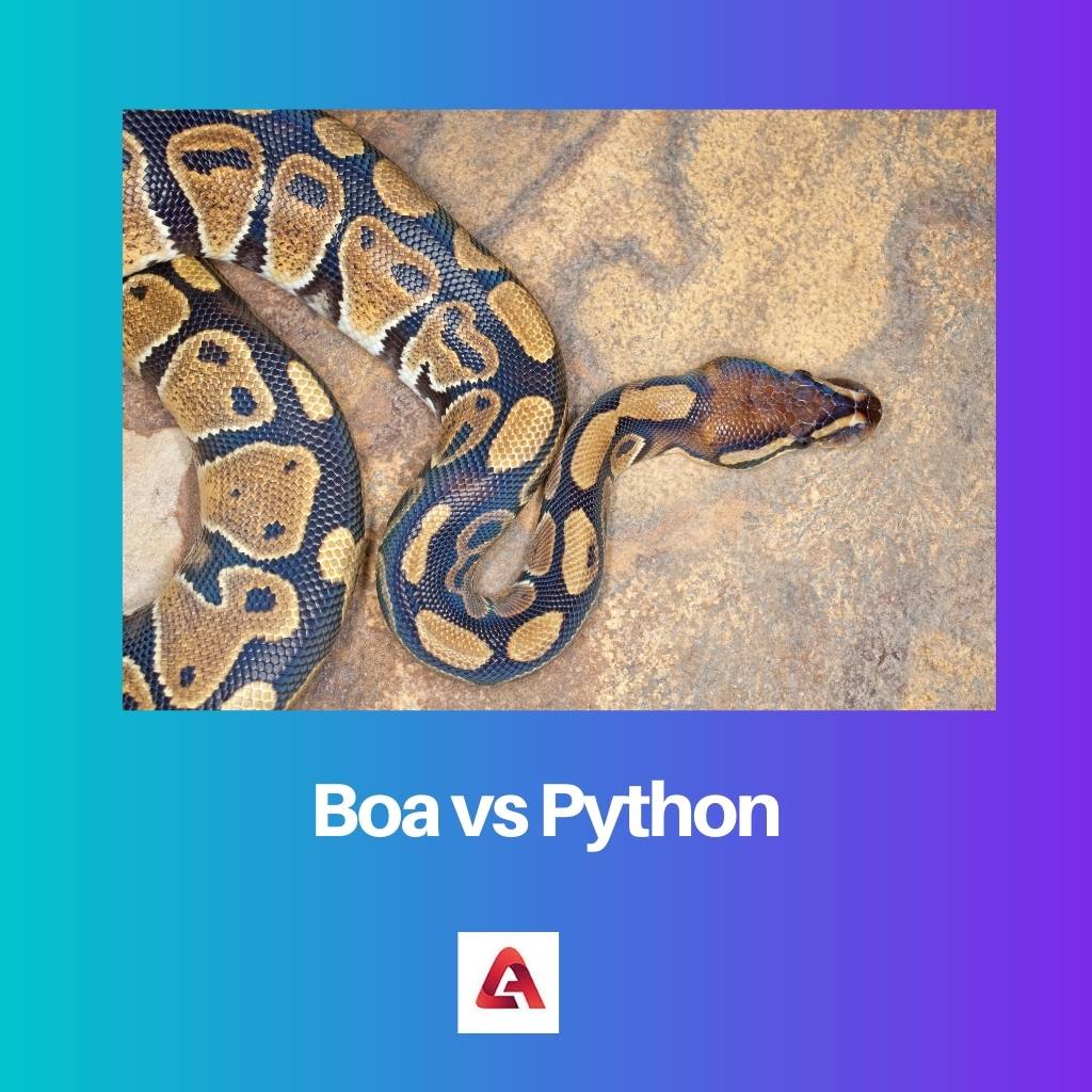 Boa contre Python