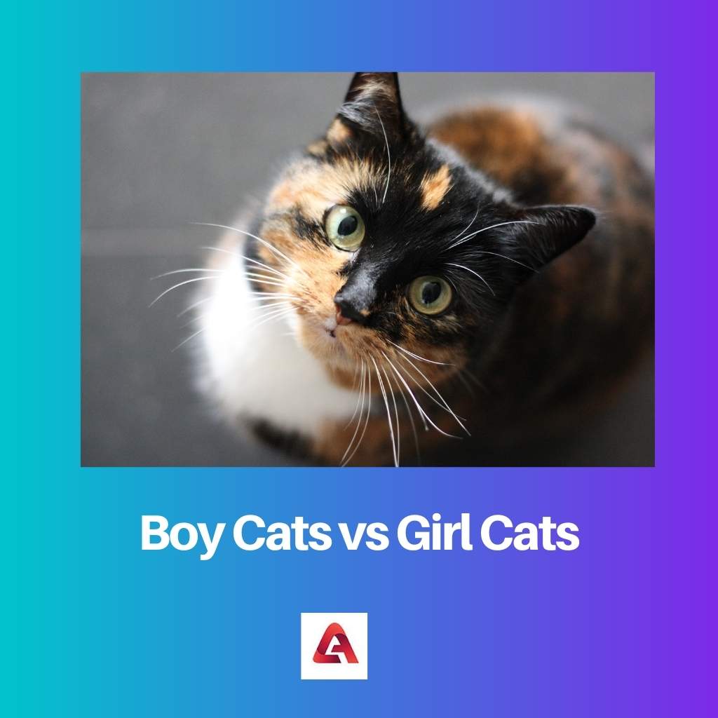 Junge Katzen gegen Mädchenkatzen