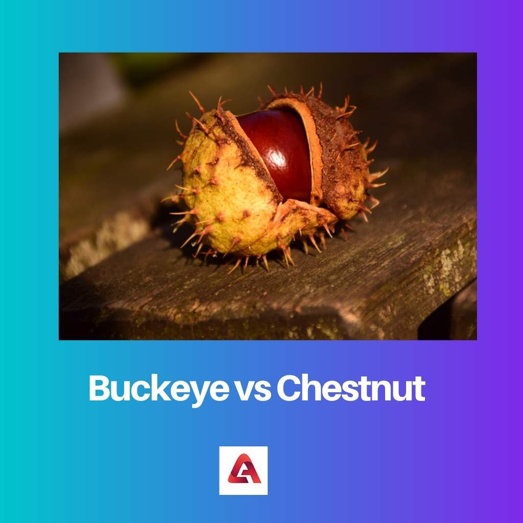 Buckeye vs Kastanye