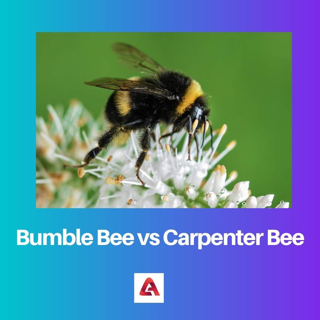 Bumble Bee vs Carpenter Bee