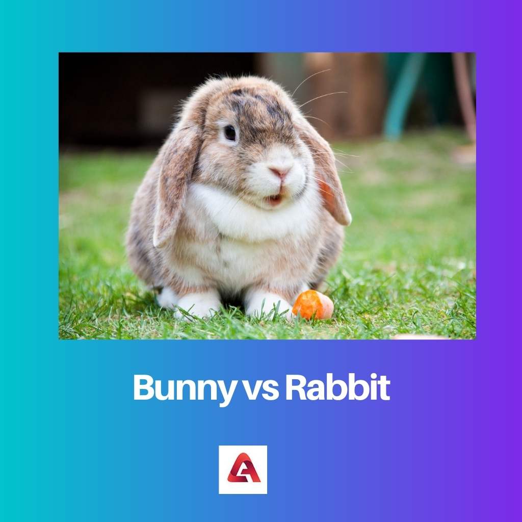 الأرنب مقابل الأرنب