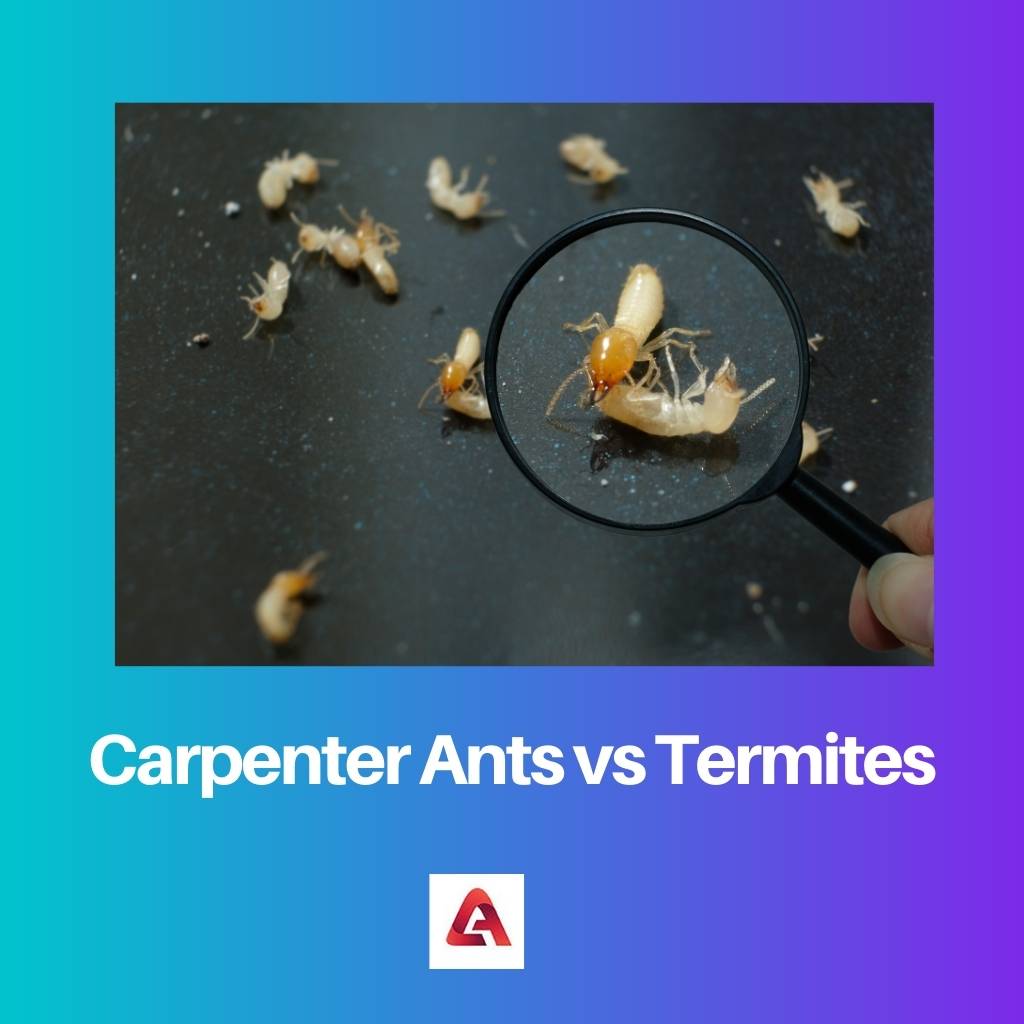 Carpenter Ants vs Termites