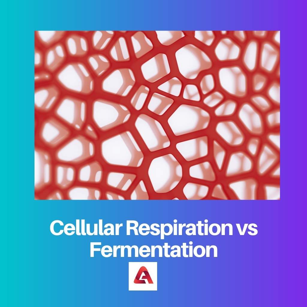 Cellular Respiration vs Fermentation
