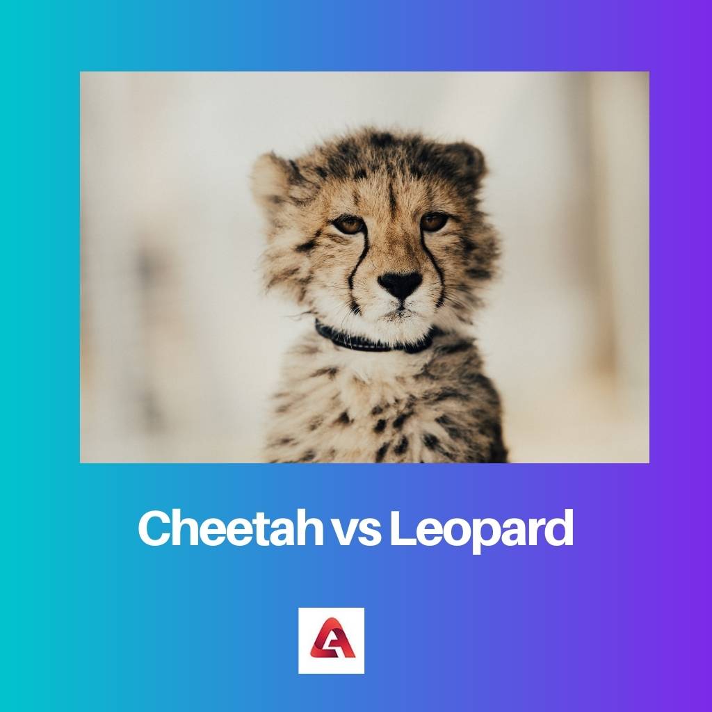 Cheetah versus luipaard