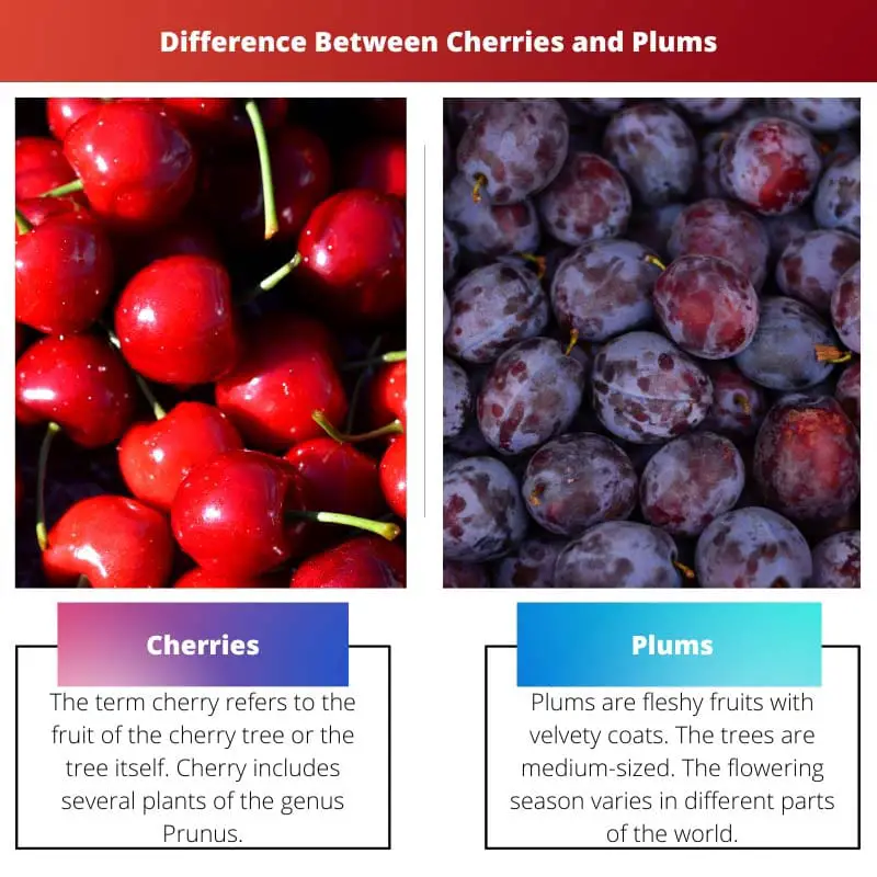 Třešně vs švestky – rozdíl mezi třešněmi a švestkami