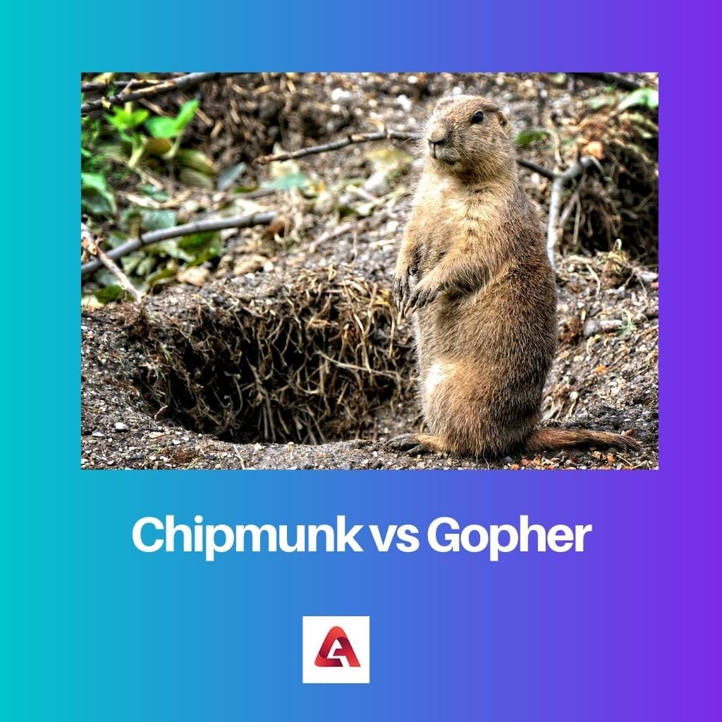 Streifenhörnchen gegen Gopher