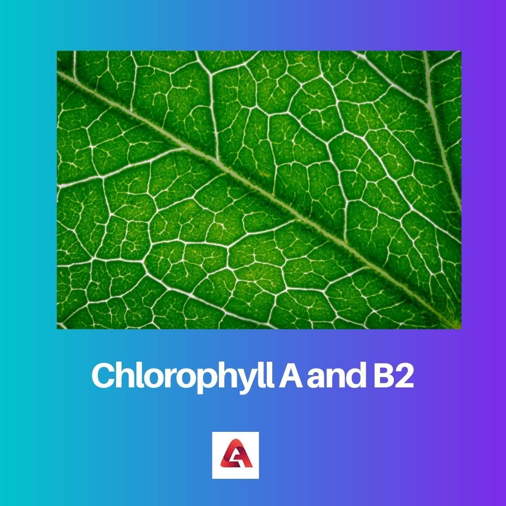 Chlorophylle A vs B2 différence et comparaison